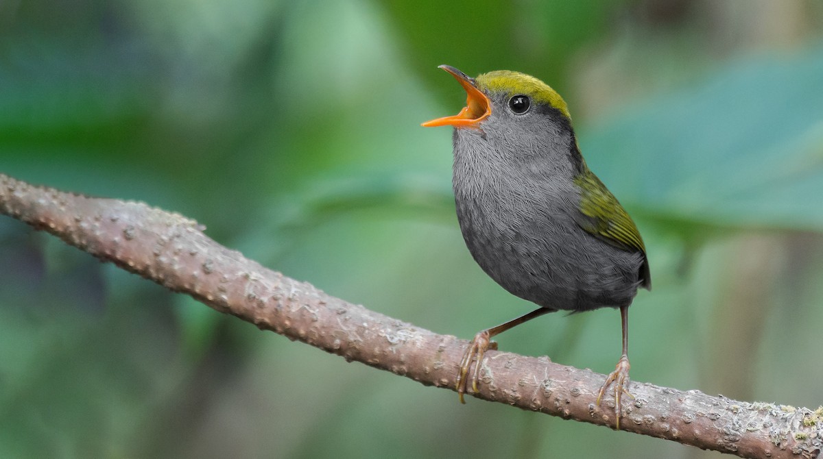 Slaty-bellied Tesia