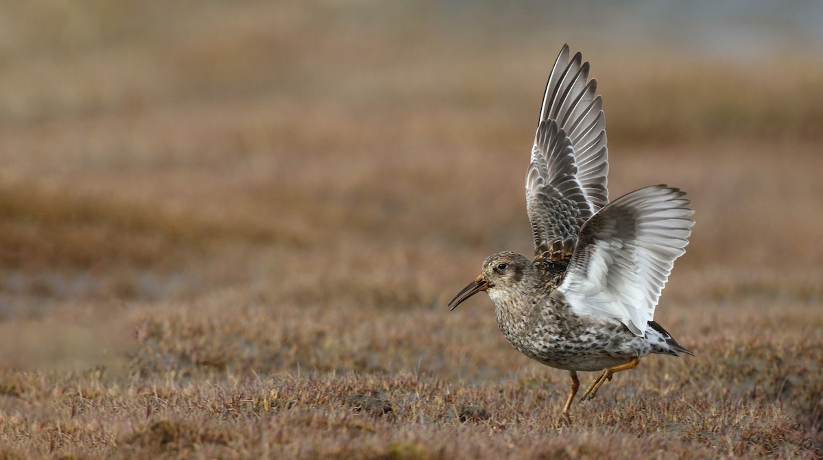 Purple Sandpiper