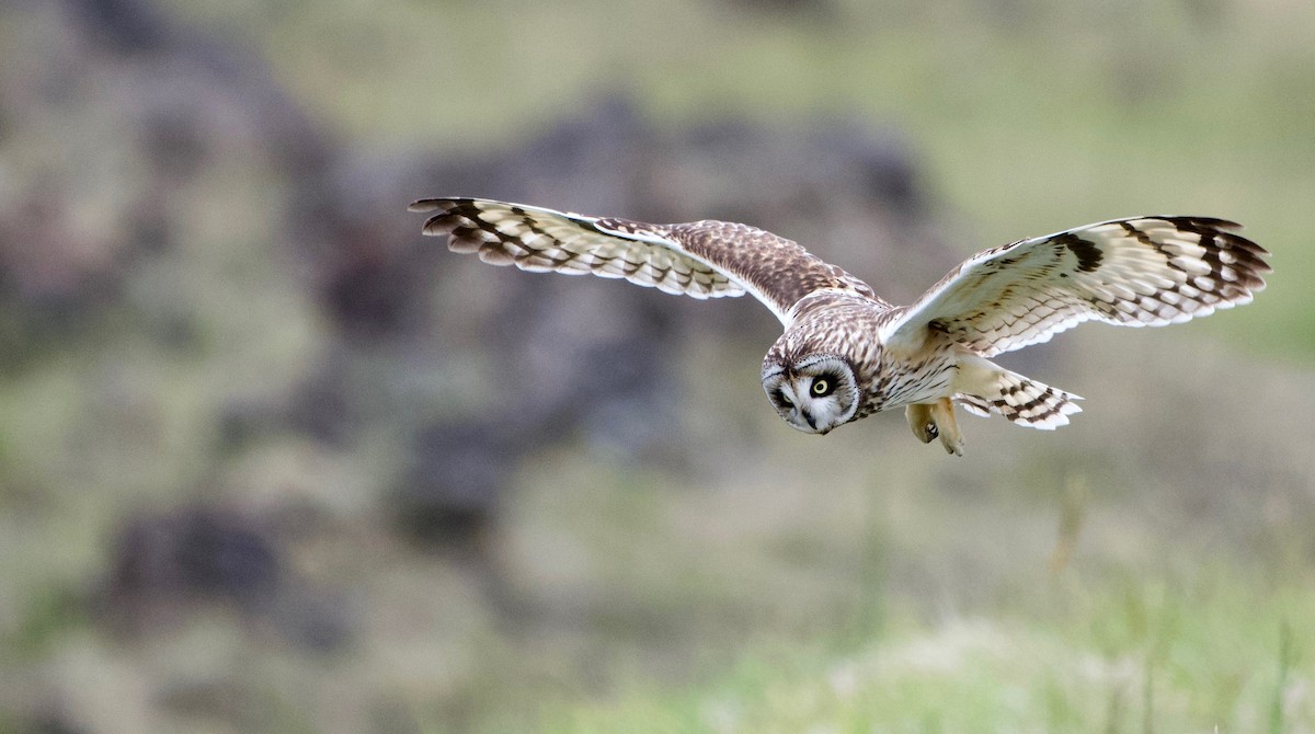 Short-eared Owl