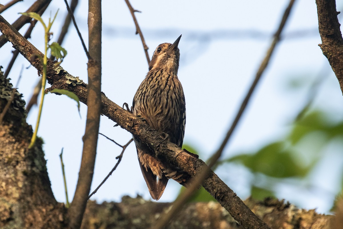 Gray-capped Pygmy Woodpecker - ML161583161