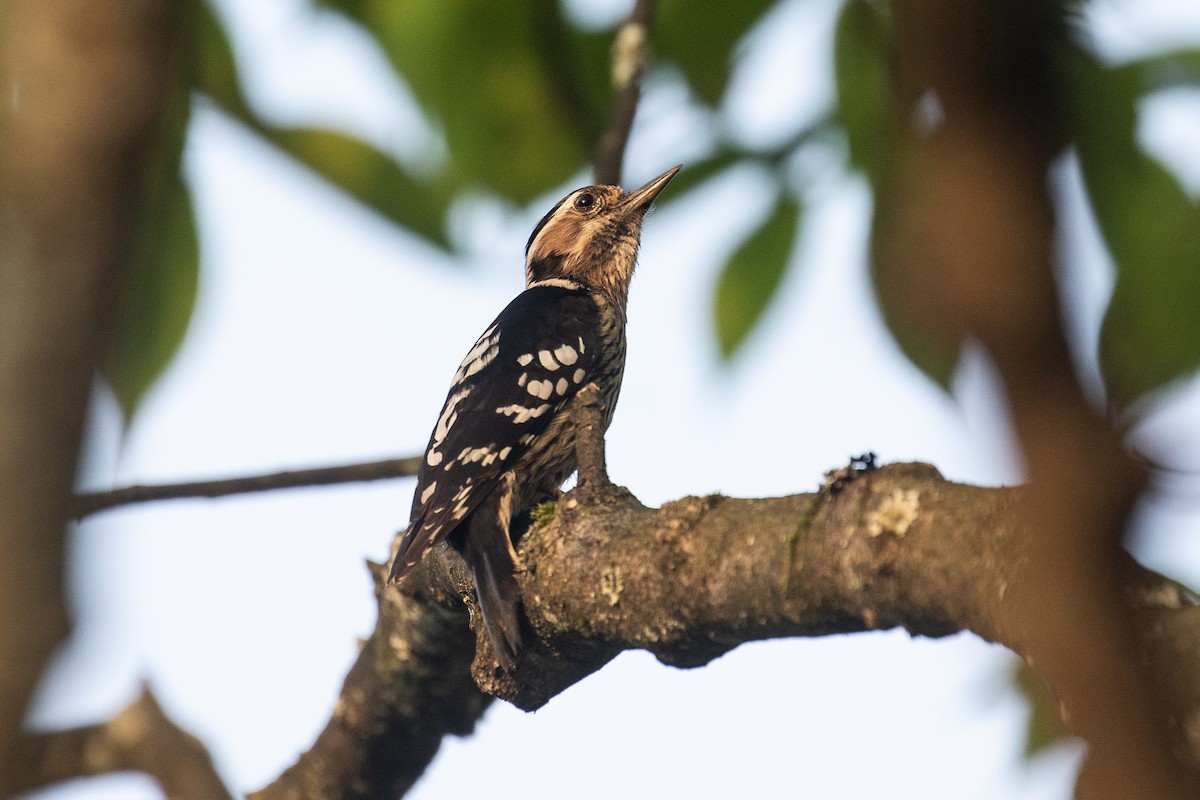 Gray-capped Pygmy Woodpecker - ML161583171