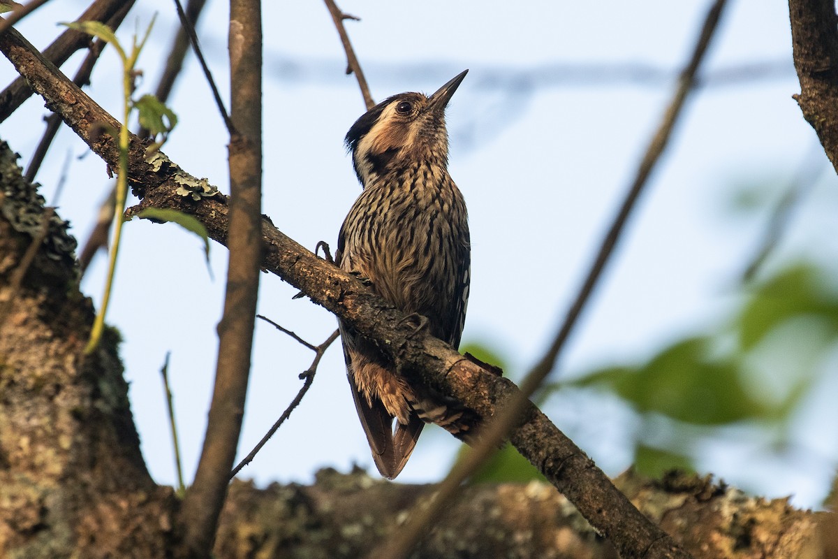 Gray-capped Pygmy Woodpecker - James Kennerley
