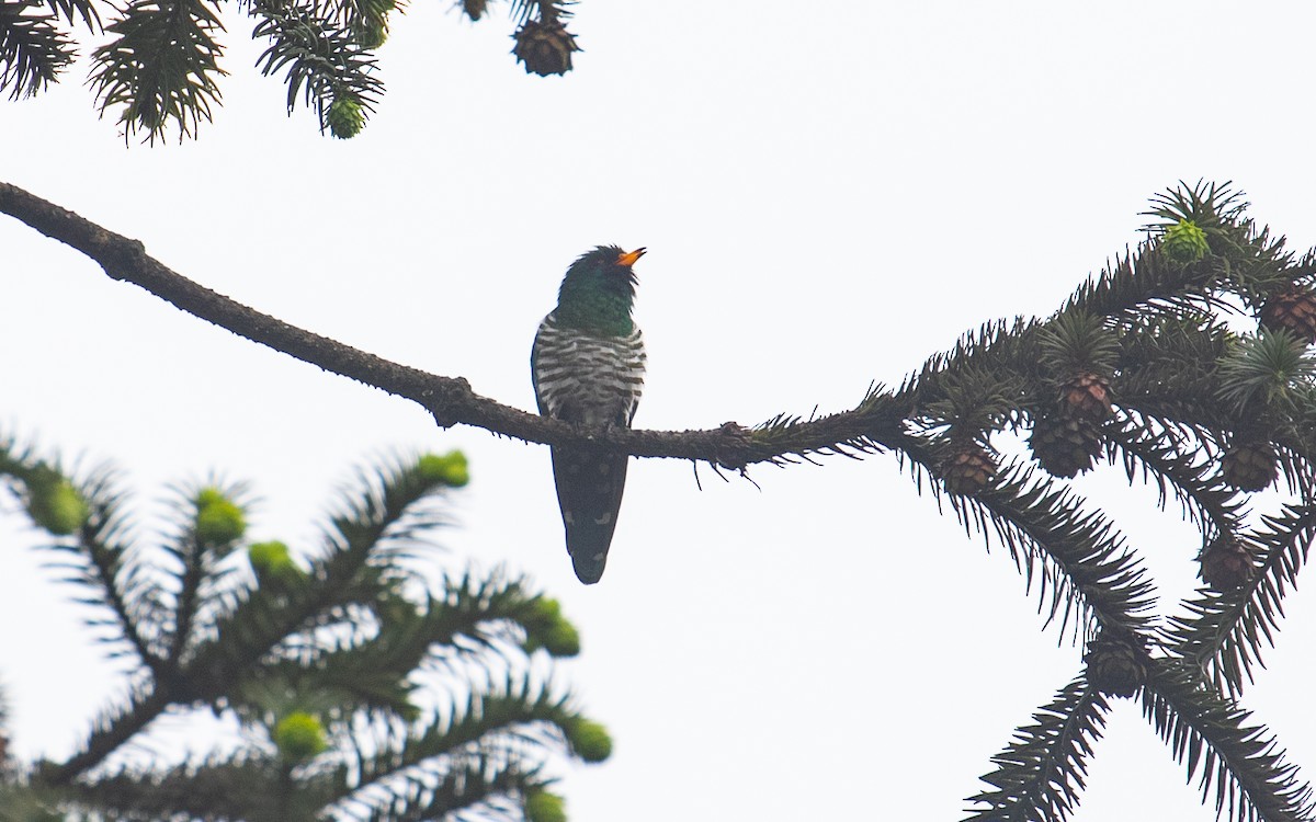 Asian Emerald Cuckoo - James Kennerley