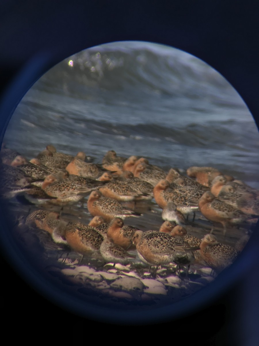 Red Knot - ML161585091