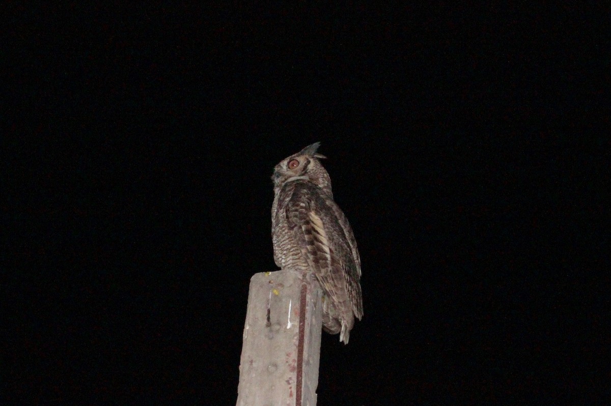 Great Horned Owl - ML161586281