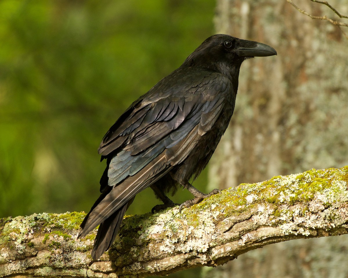 Common Raven - Nick Hawvermale
