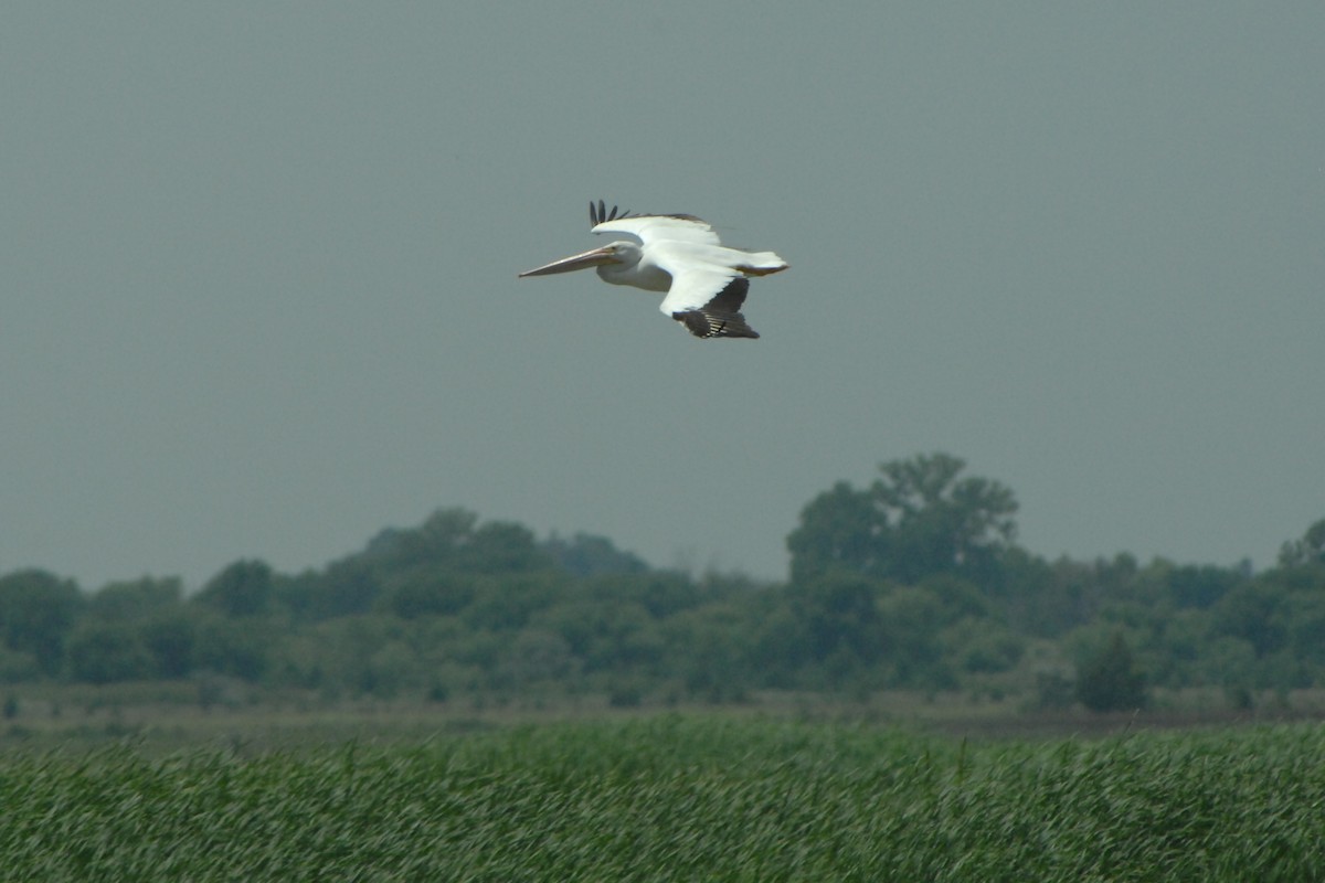 American White Pelican - ML161589361