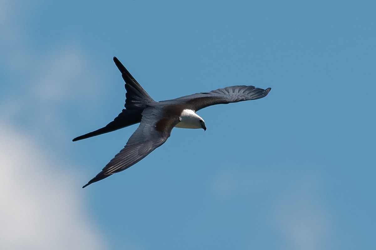 Swallow-tailed Kite - Don Danko