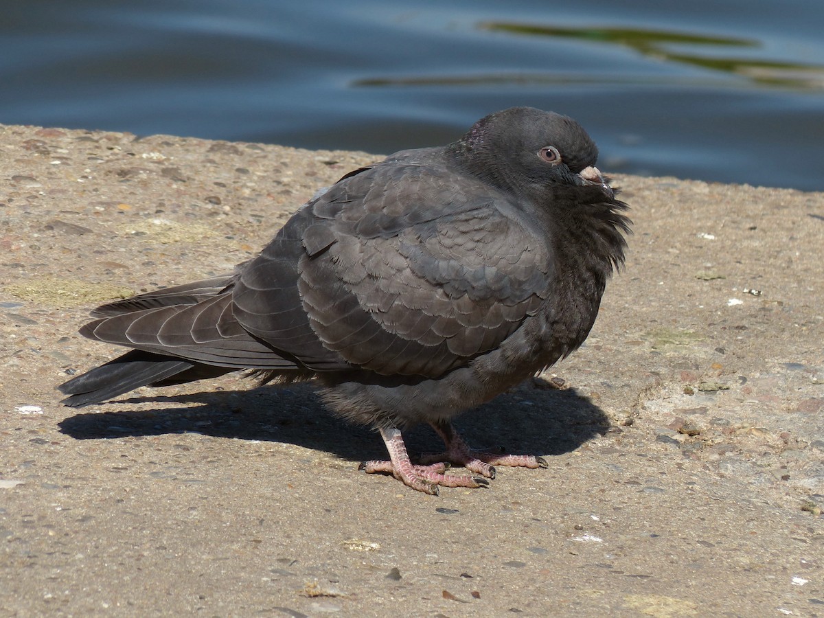 Rock Pigeon (Feral Pigeon) - ML161594291