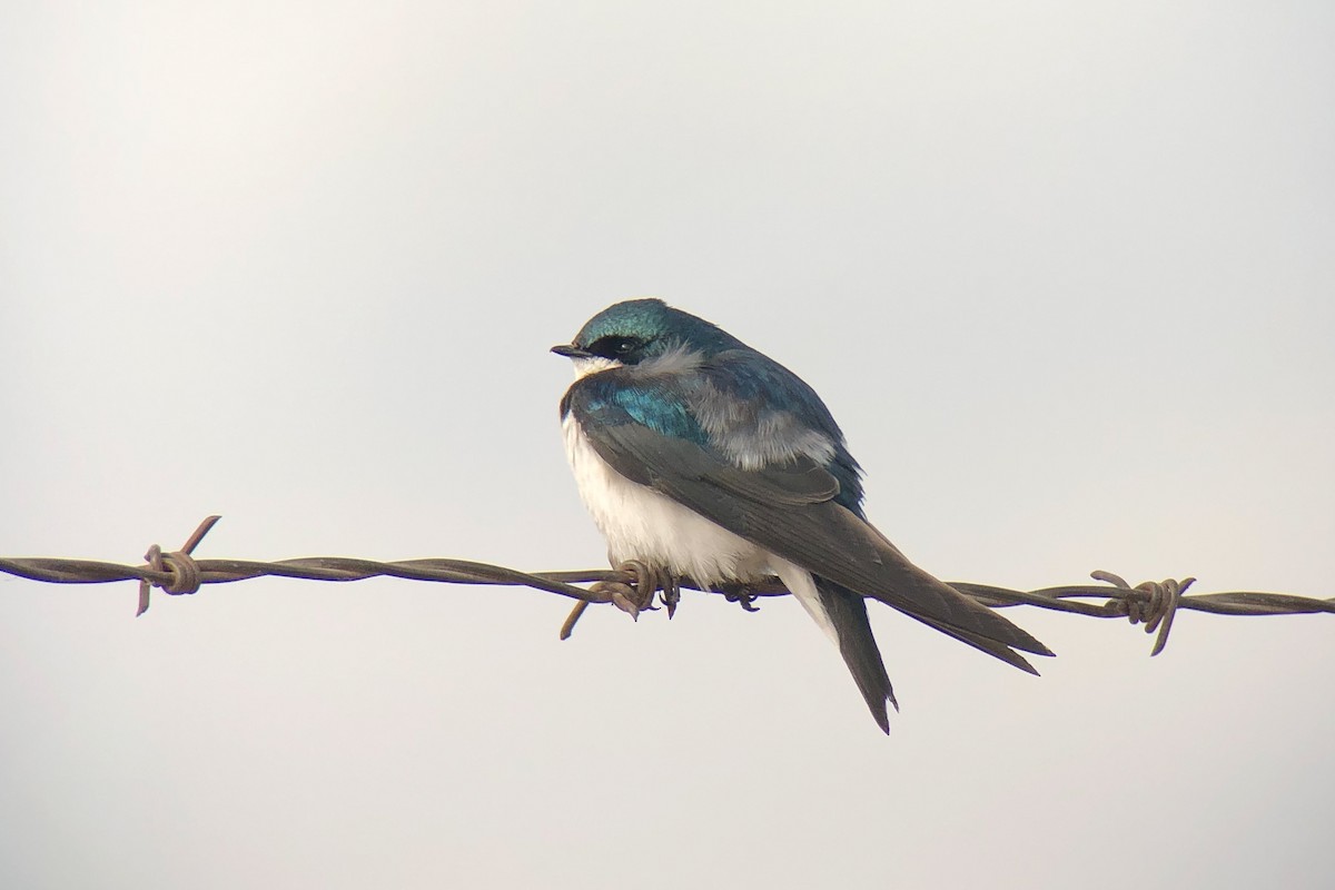 Tree Swallow - Cory Gregory