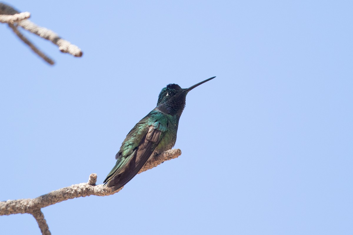 Rivoli's Hummingbird - Cory Gregory