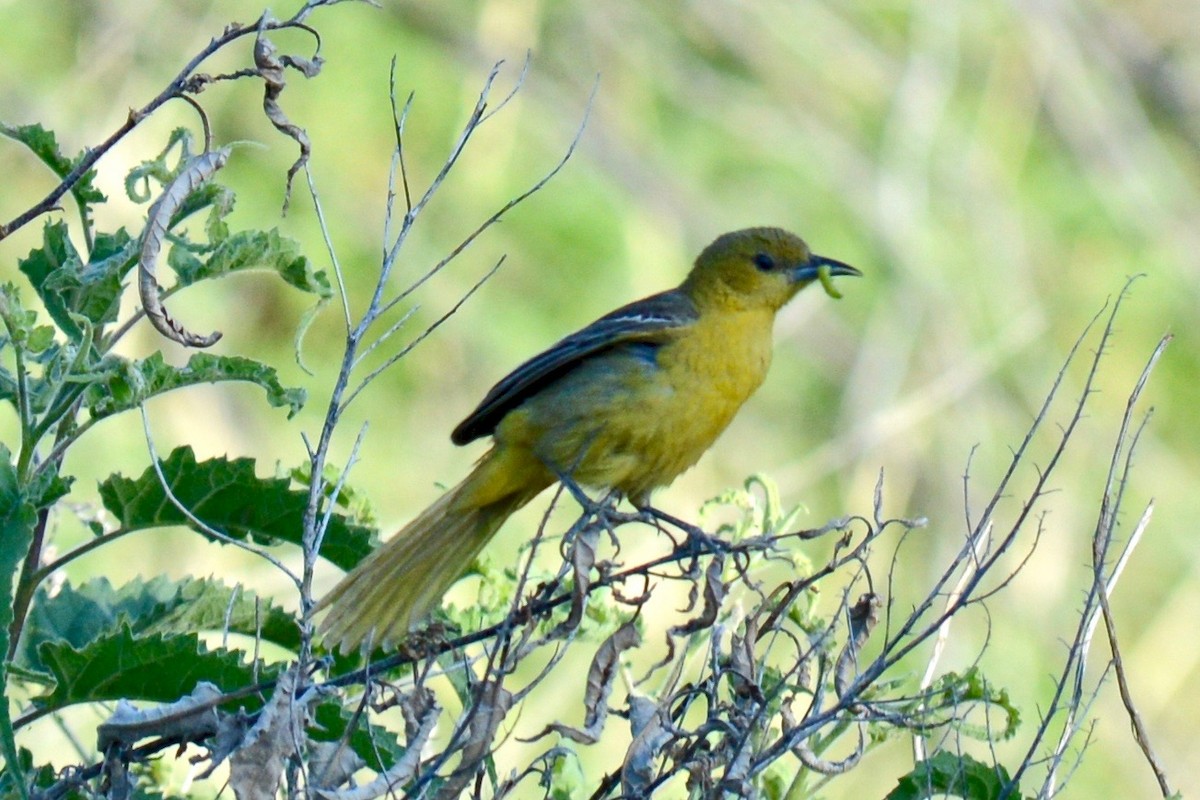 Hooded Oriole (nelsoni Group) - ML161597501