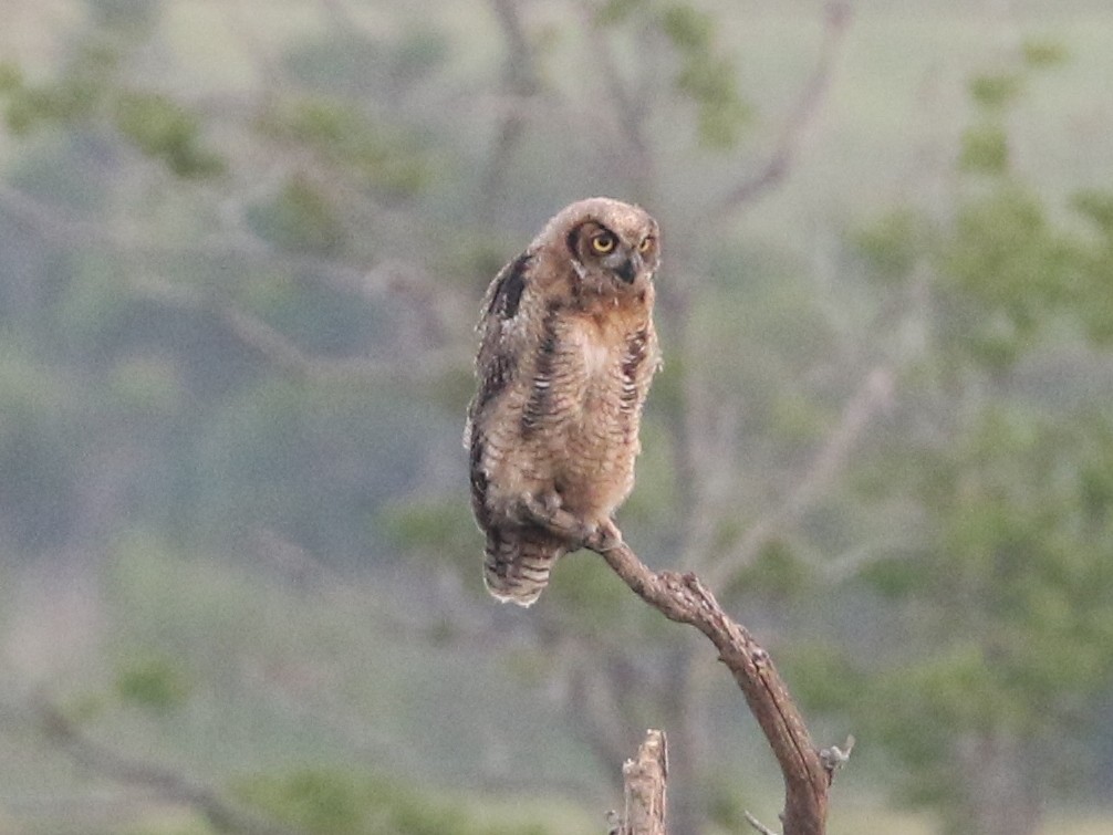 Great Horned Owl - Steve Calver