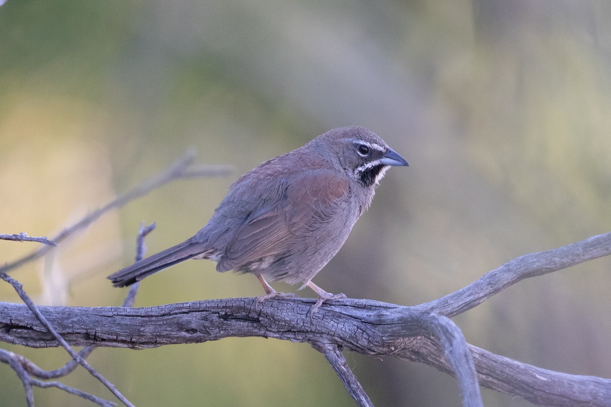 Five-striped Sparrow - Cory Gregory
