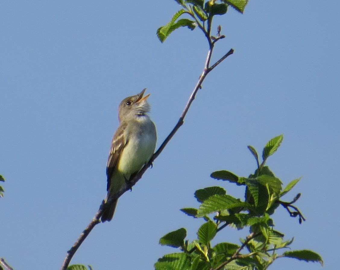 Willow Flycatcher - Pam Campbell