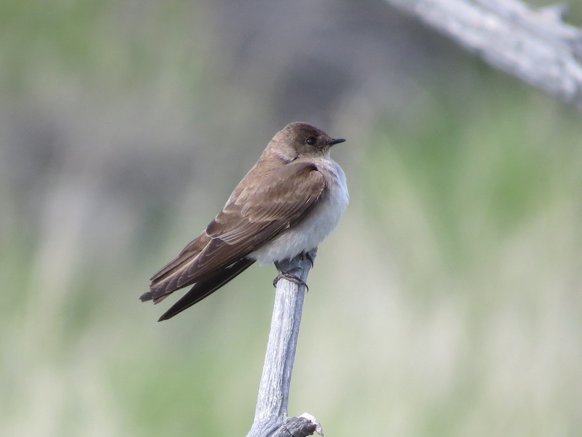 Northern Rough-winged Swallow - Jamie Simmons