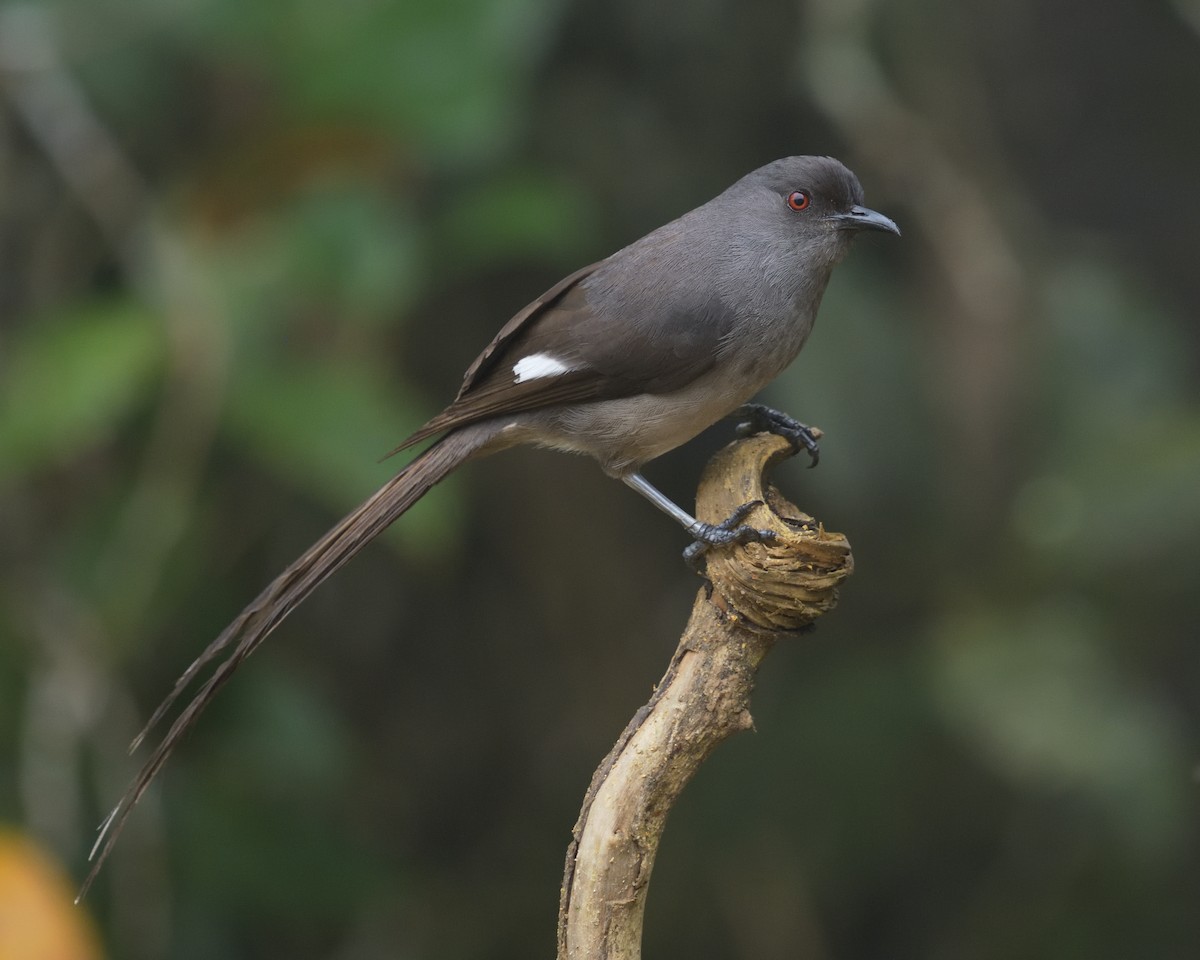 Long-tailed Sibia - Mallika Rajasekaran