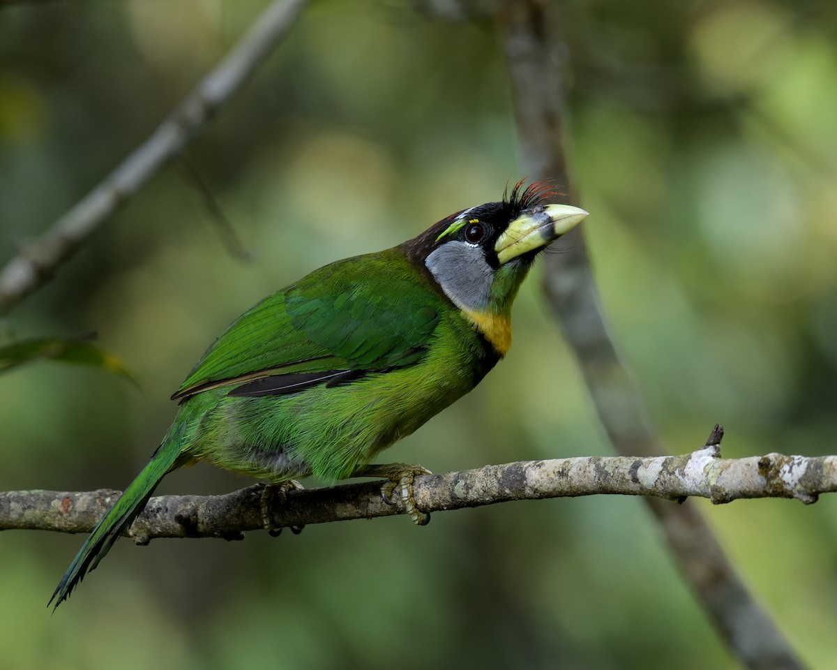 Fire-tufted Barbet - ML161610461