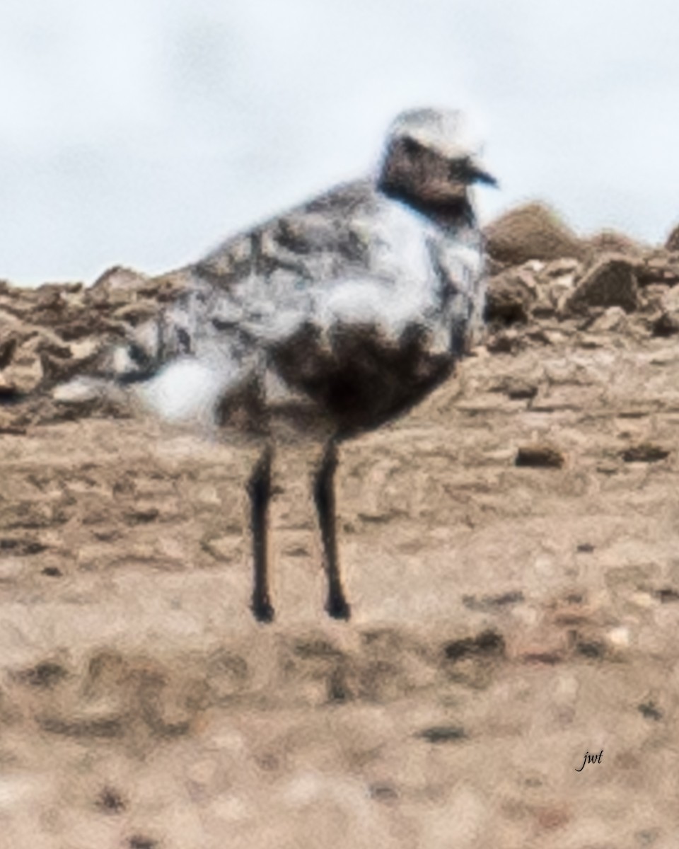 Black-bellied Plover - Janeal W. Thompson