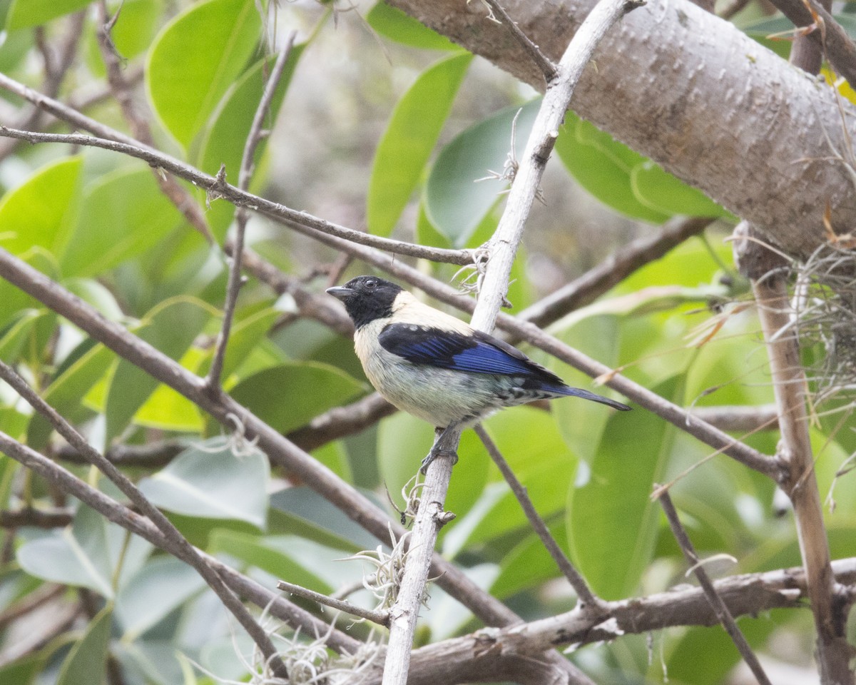 Black-headed Tanager - ML161615421