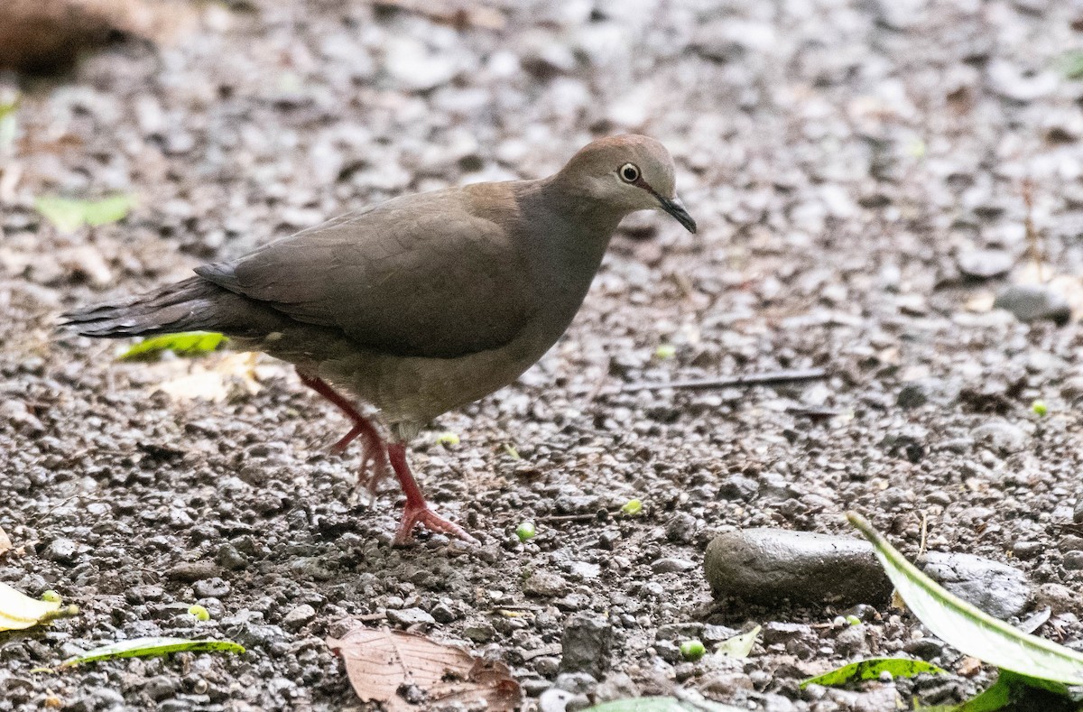 Gray-chested Dove - ML161618341
