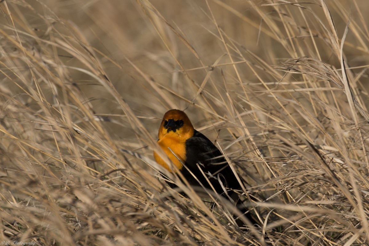 Yellow-headed Blackbird - ML161618351