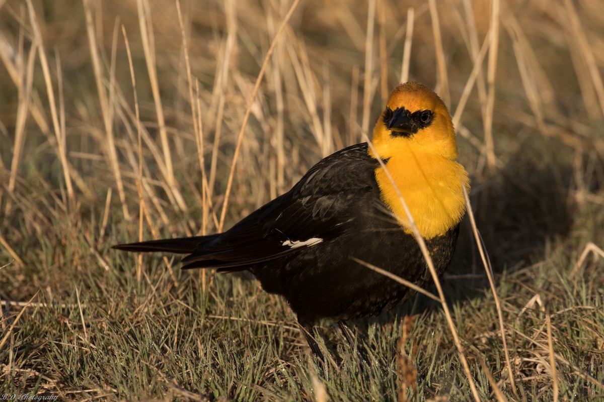Yellow-headed Blackbird - ML161618361