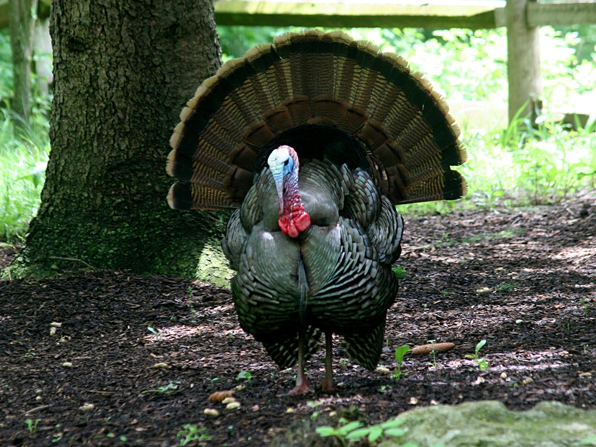 Wild Turkey - Sherry Plessner