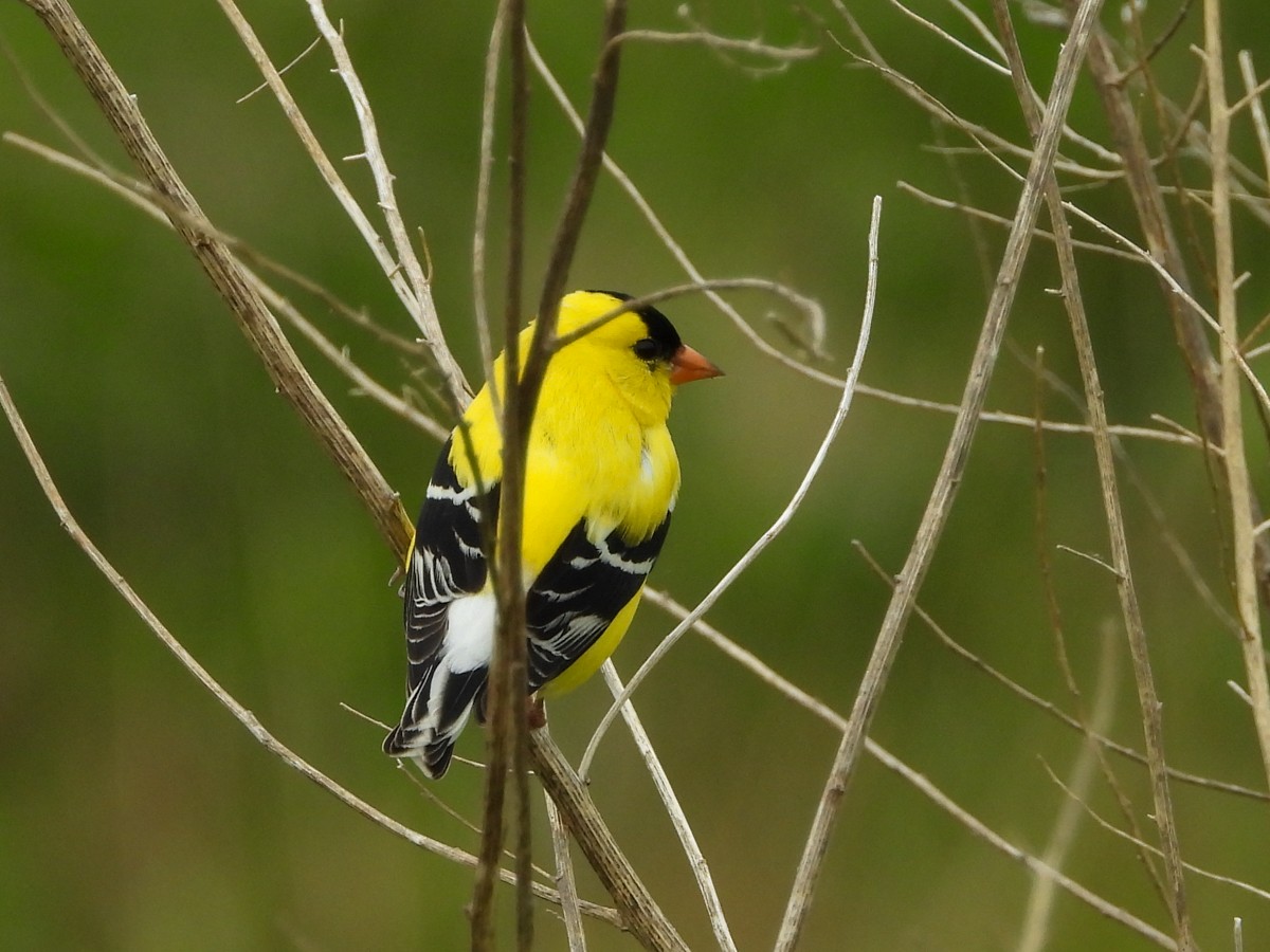 American Goldfinch - M. Pierre-Louis