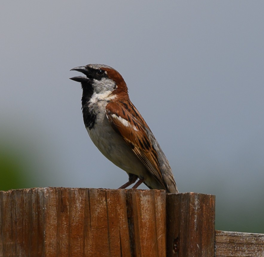 House Sparrow - Norman Soskel