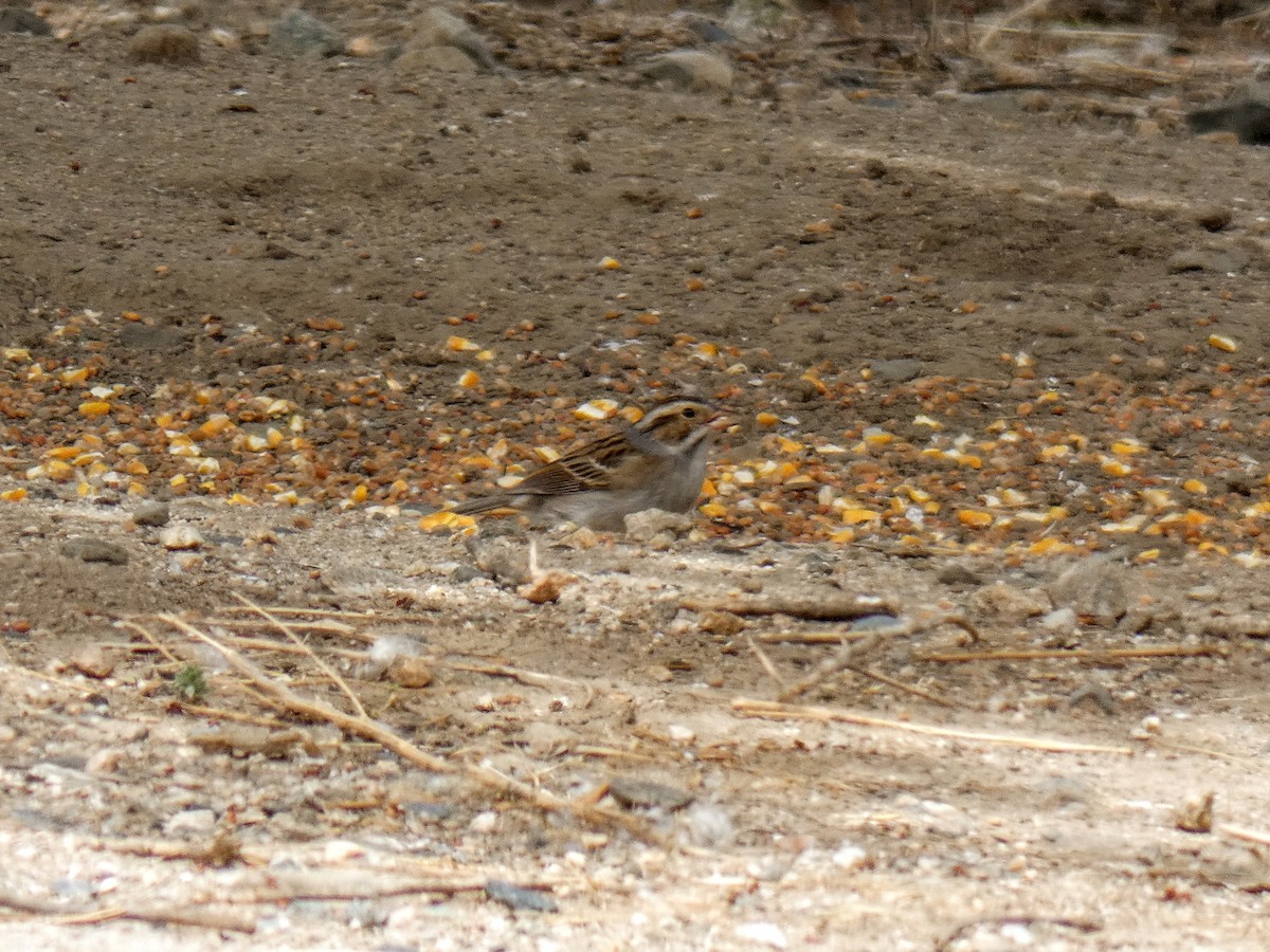 Clay-colored Sparrow - ML161623451