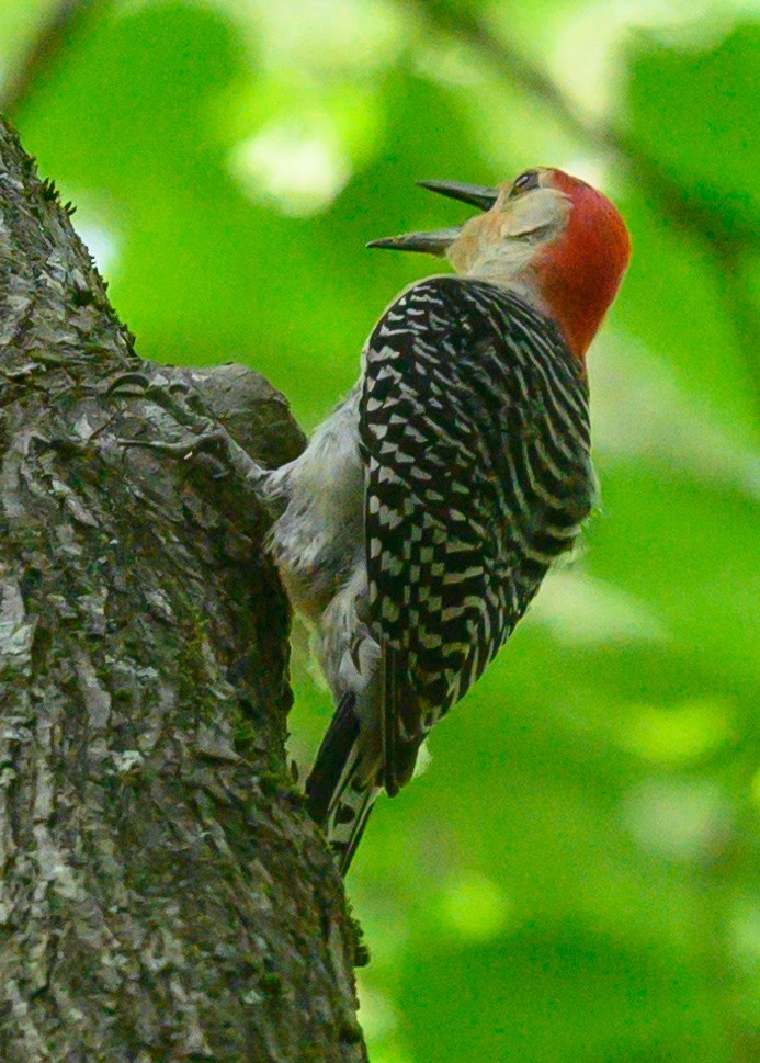 Red-bellied Woodpecker - ML161623721