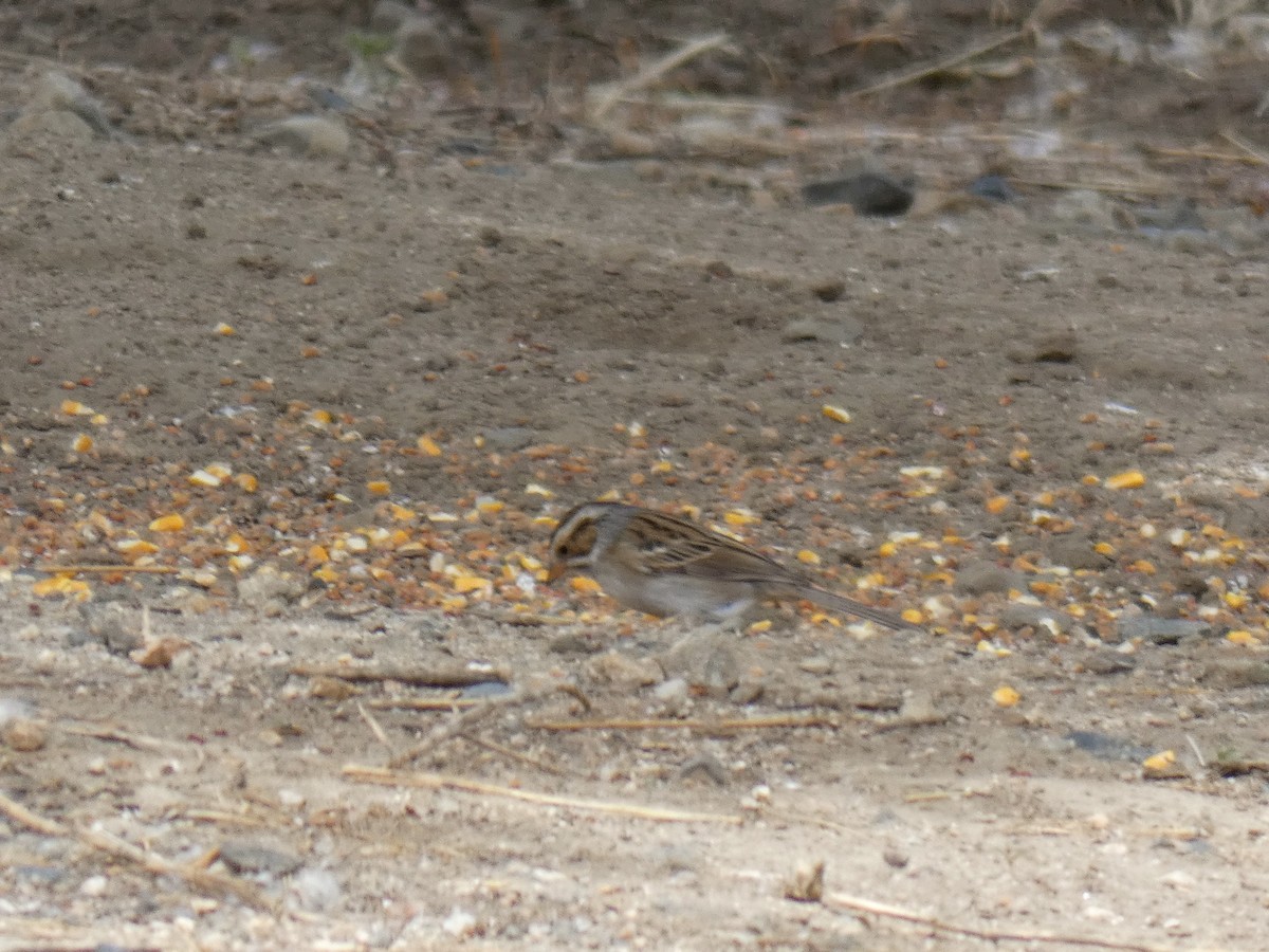 Clay-colored Sparrow - ML161624181
