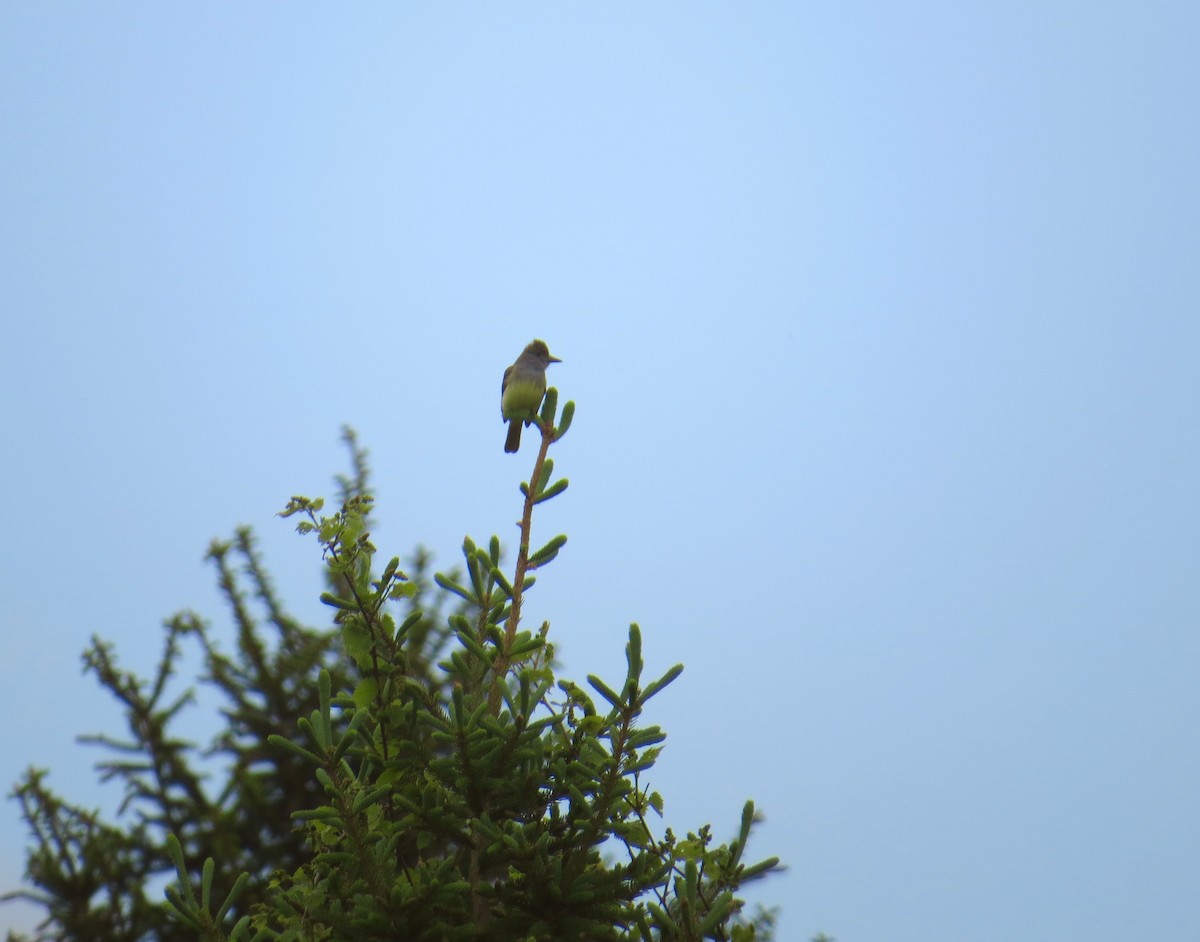 Great Crested Flycatcher - ML161630611