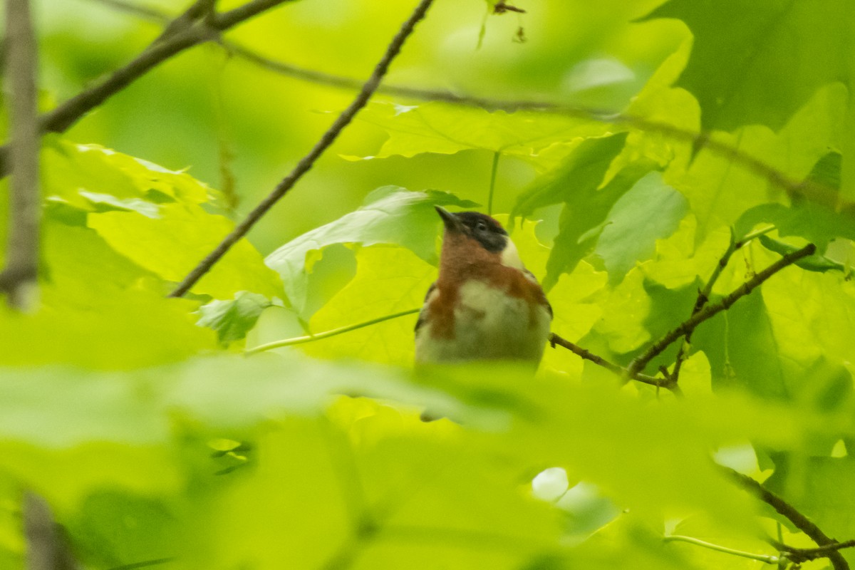 Bay-breasted Warbler - Darryl Ryan