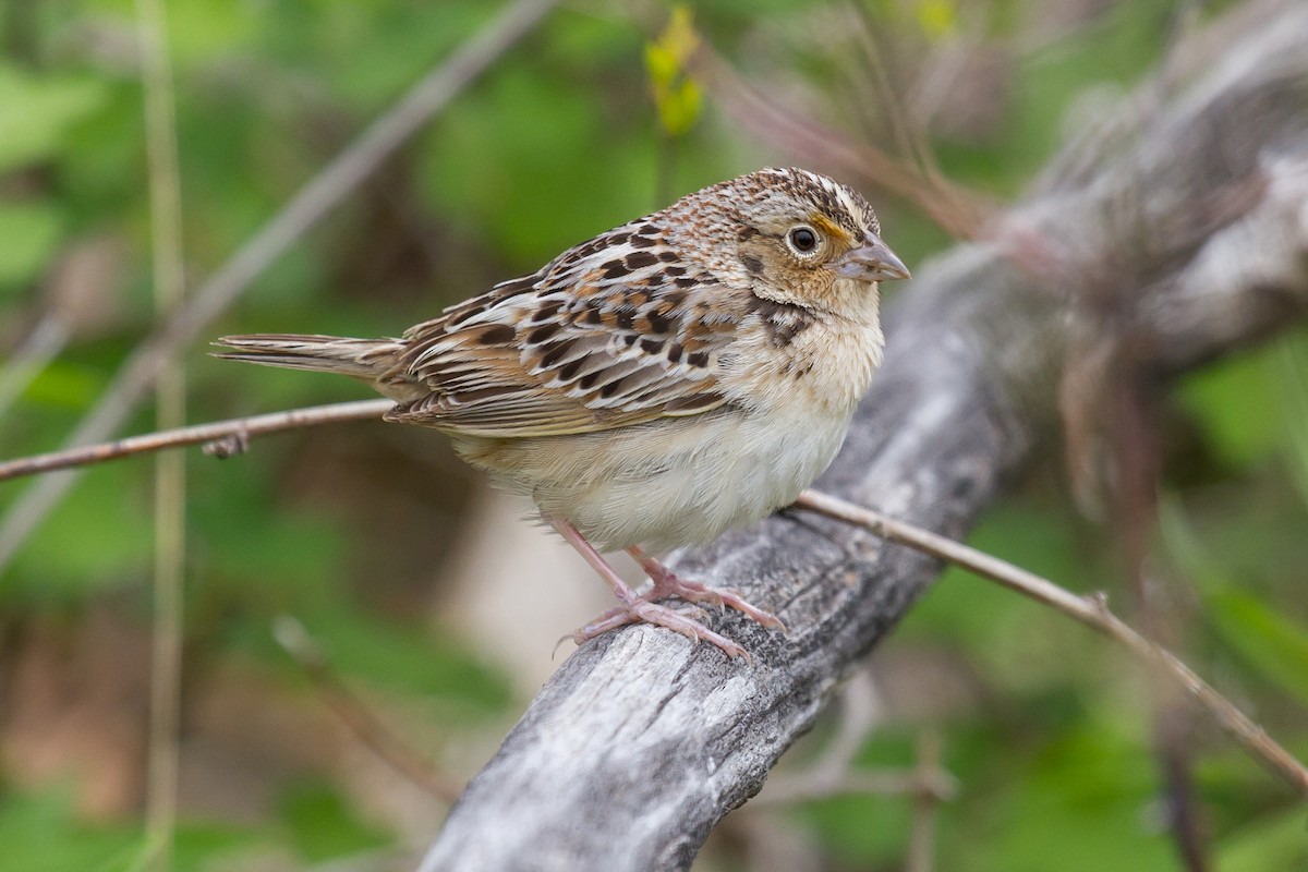 Grasshopper Sparrow - ML161635121