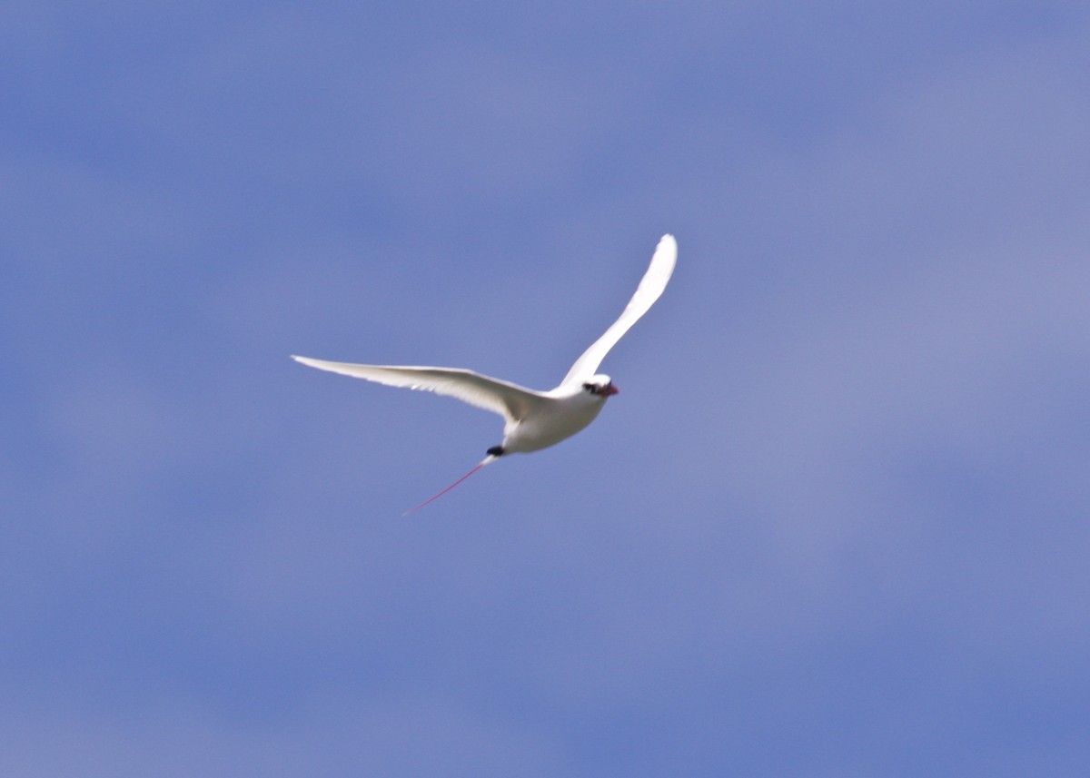 Red-tailed Tropicbird - Dave Bengston