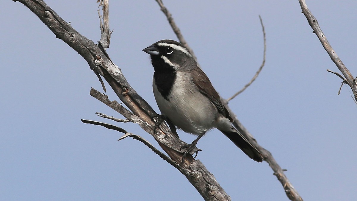 Black-throated Sparrow - David Sarkozi cc