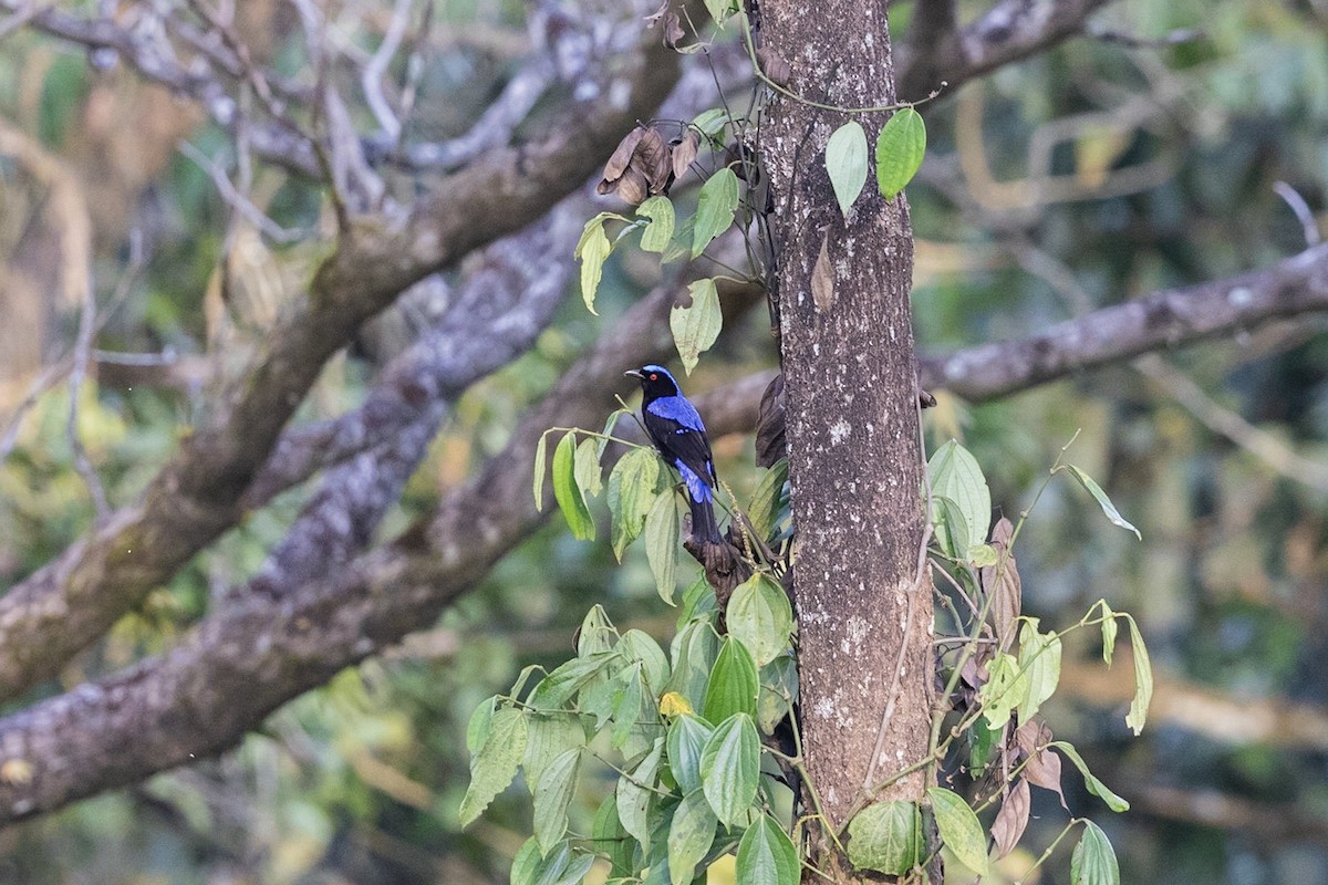 Asian Fairy-bluebird - ML161637811
