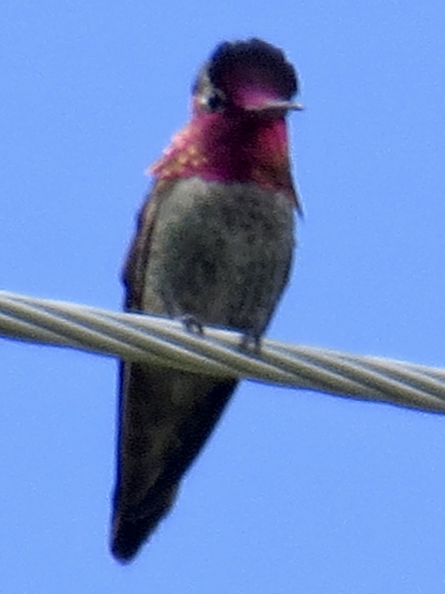 Anna's Hummingbird - ML161638761