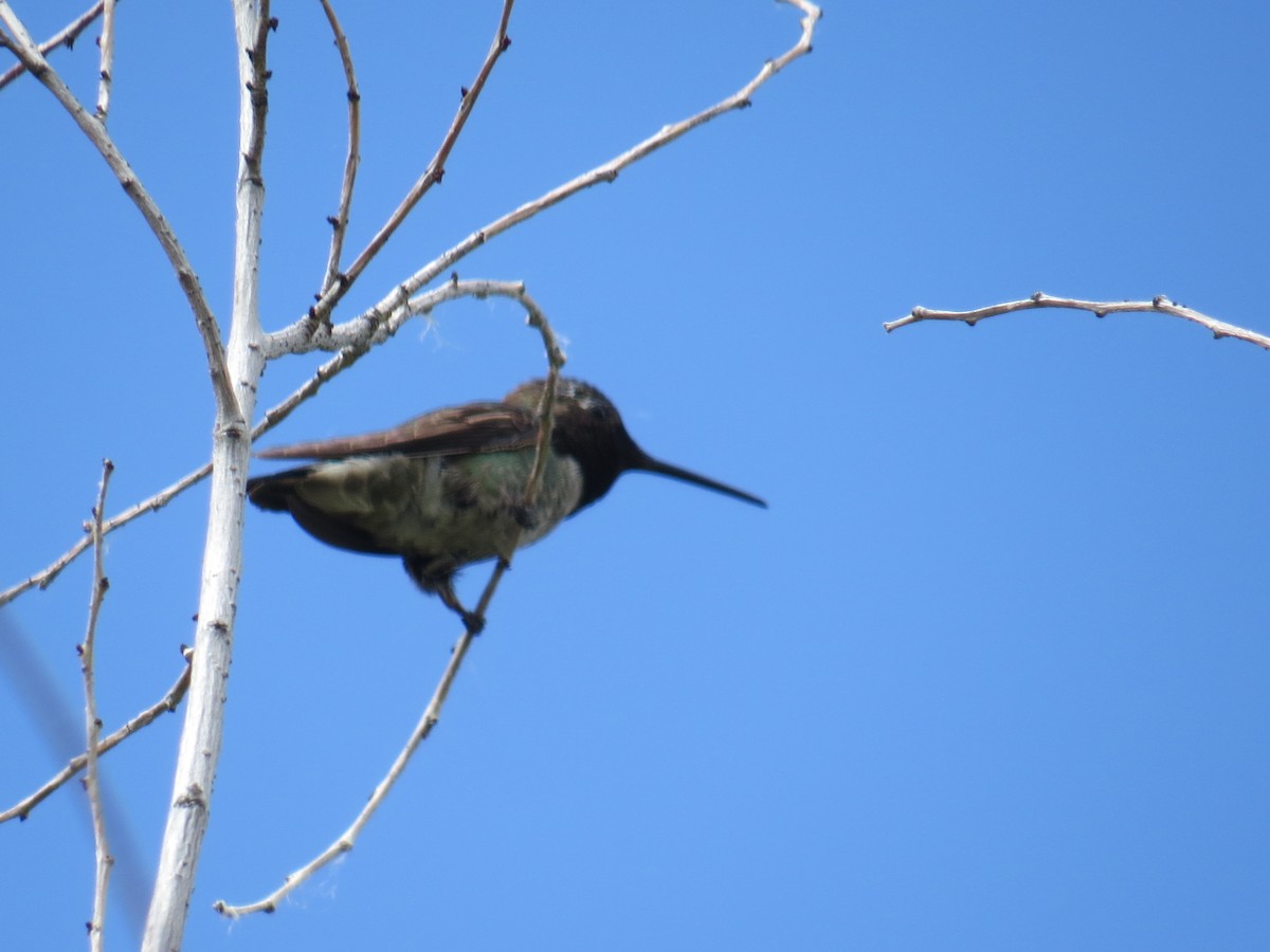 Anna's Hummingbird - ML161638771