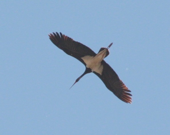 Black Stork - Sergei Danchenko