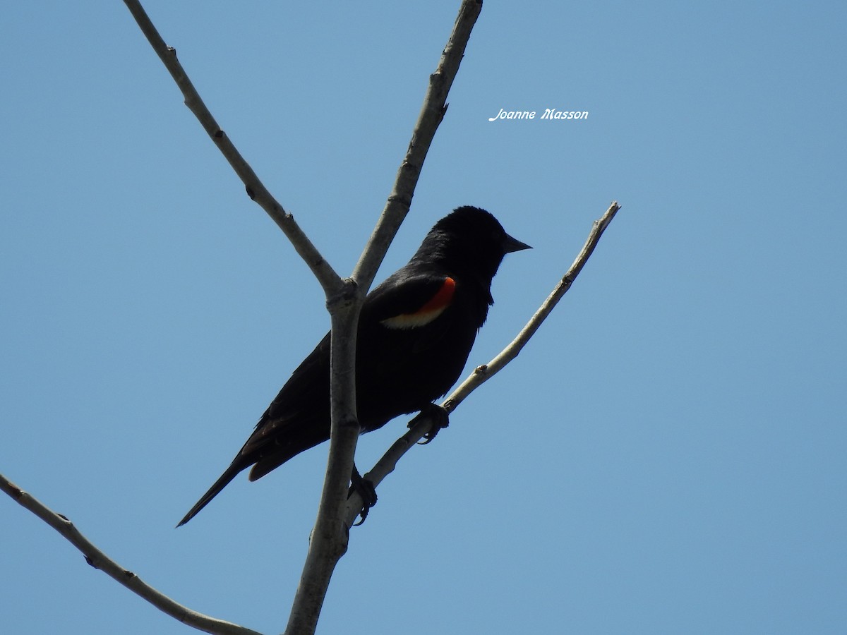 Red-winged Blackbird - Joanne Masson