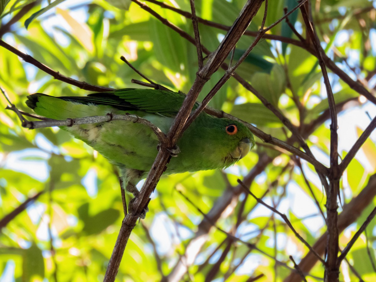 Brown-backed Parrotlet - ML161657701