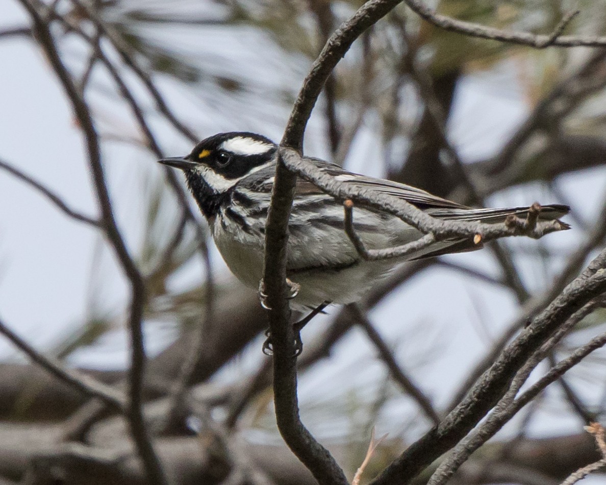 Black-throated Gray Warbler - Jeff Stacey