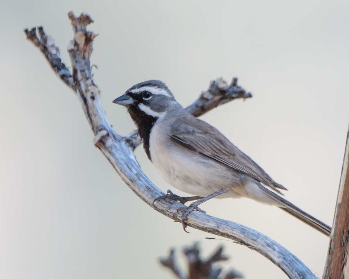 Black-throated Sparrow - ML161659541