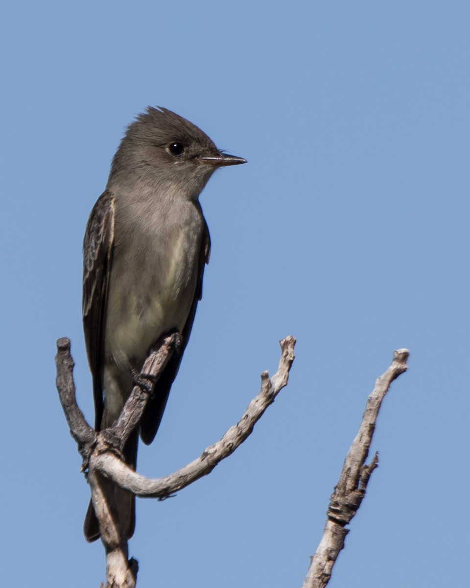 Western Wood-Pewee - Jeff Stacey