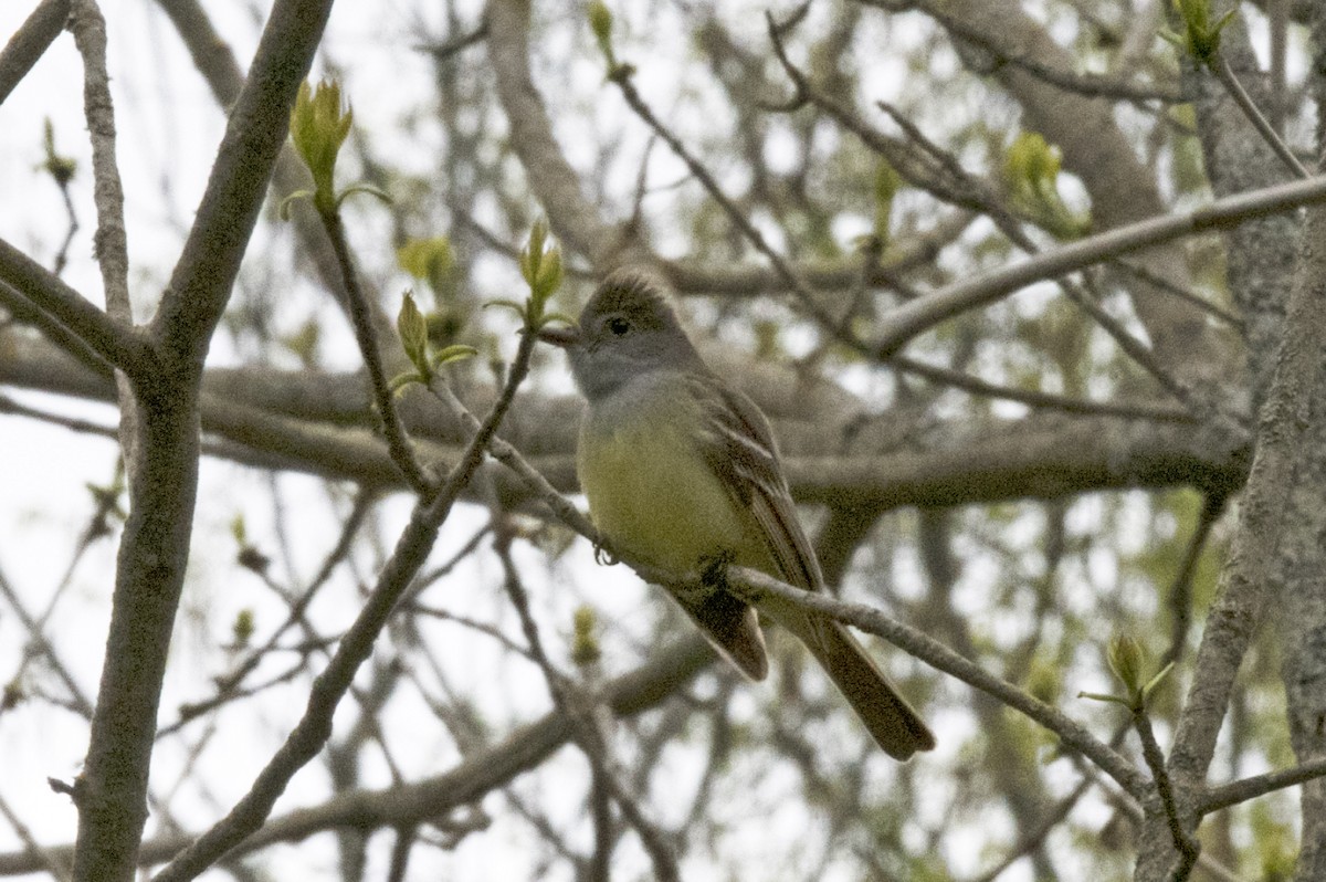 Great Crested Flycatcher - ML161666371