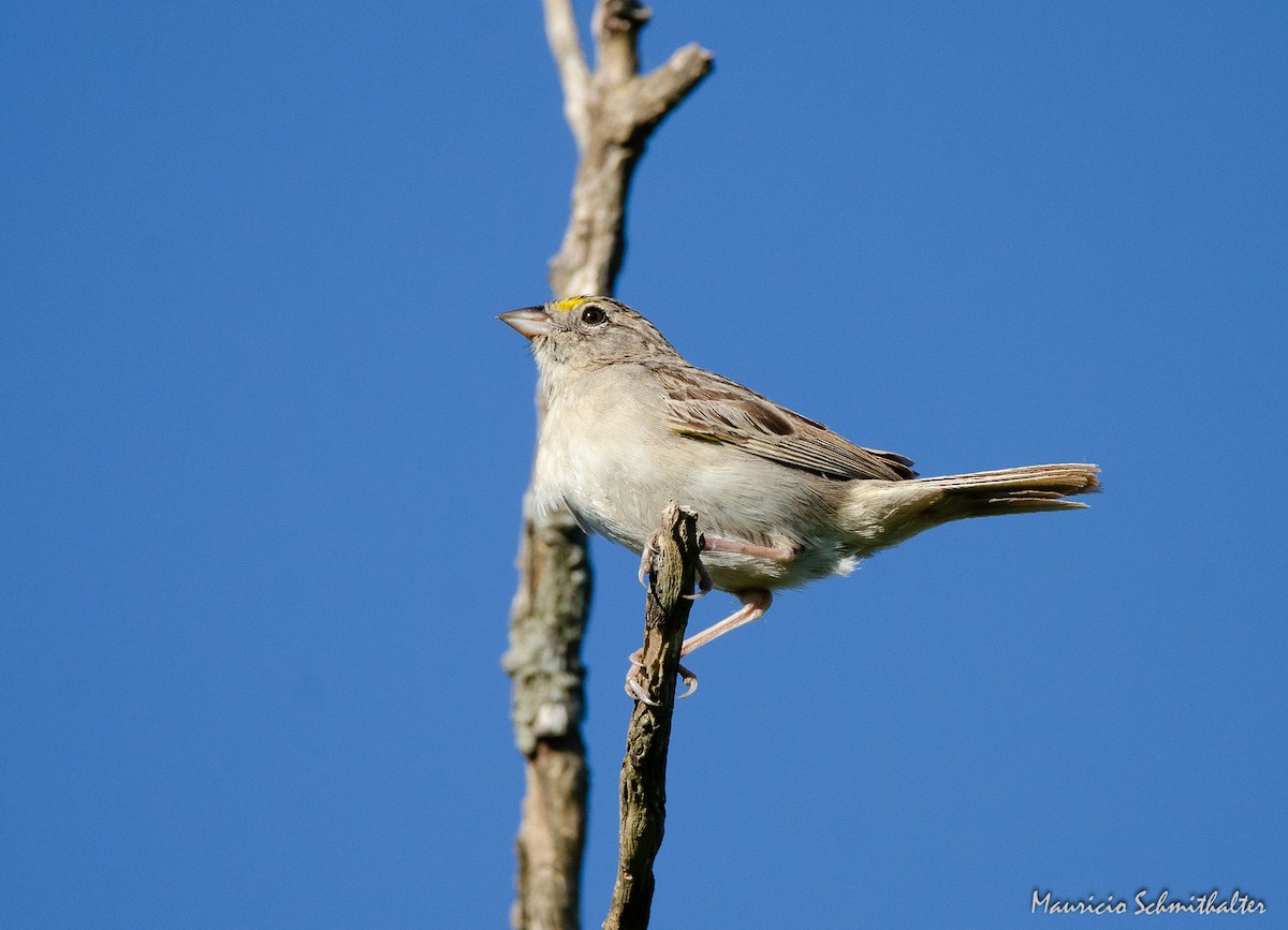 Grassland Sparrow - Mauricio Schmithalter