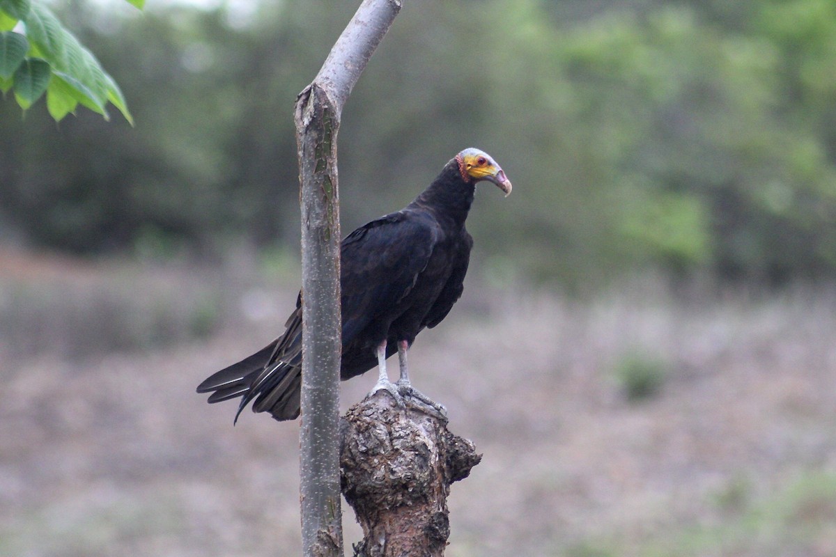 Lesser Yellow-headed Vulture - Gumercindo  Pimentel